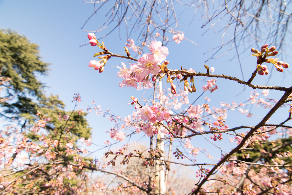 青空と寒桜1