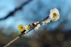 春の光芒、参