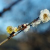 春の光芒、参