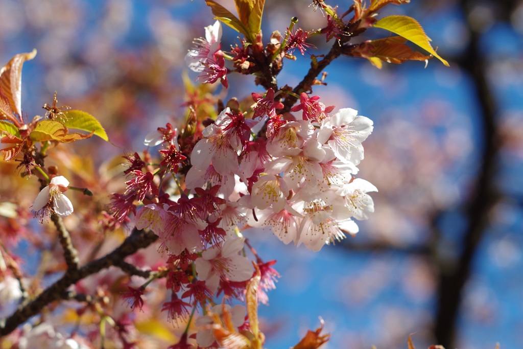 春の光芒、壱