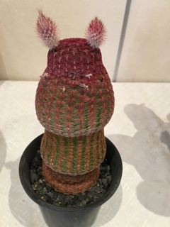 くまサボテン
