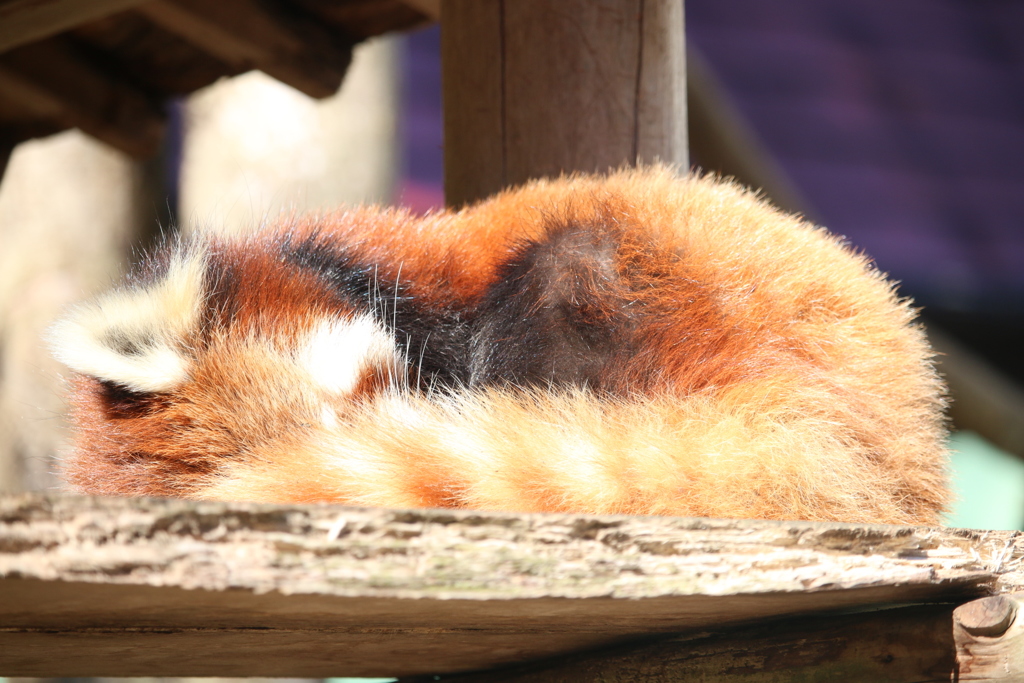 日向ぼっこレッサーパンダ