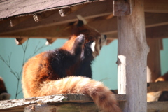レッサーパンダ