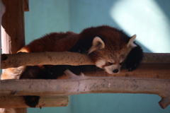 お昼寝レッサーパンダ