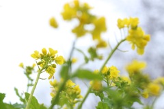 菜の花
