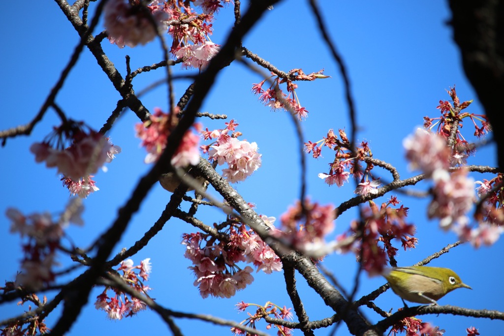 桜とメジロ