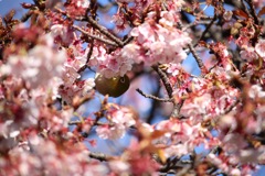 桜の輪とメジロ