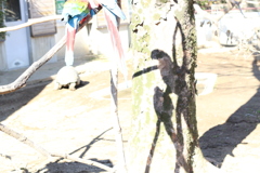 見つめ合う二羽
