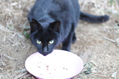 くろねこさん