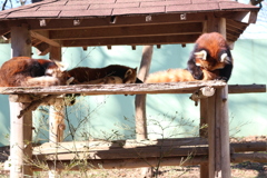 レッサーパンダ