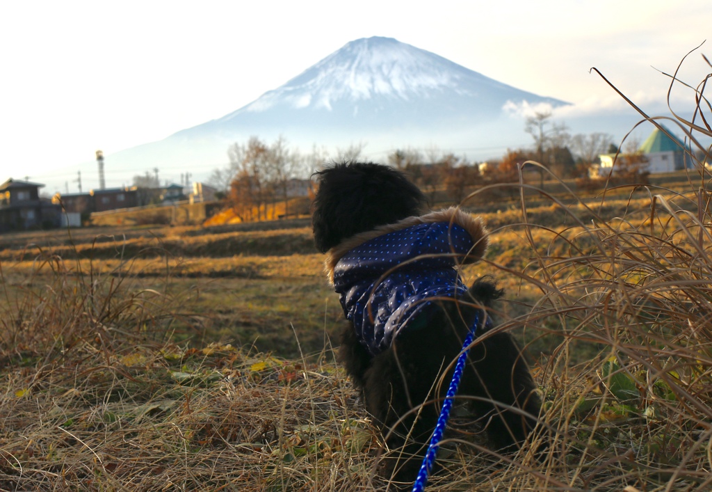 明日天気になあれ