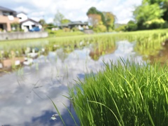 田植え