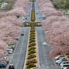 桜道