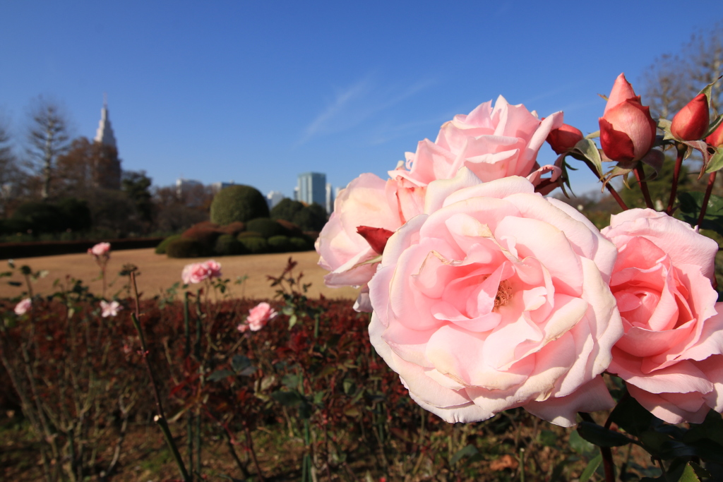 新宿御苑 フランス庭園