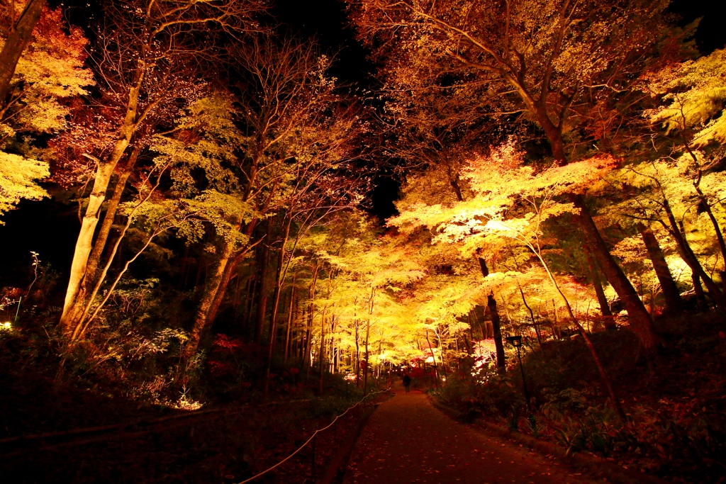 紅葉まつり