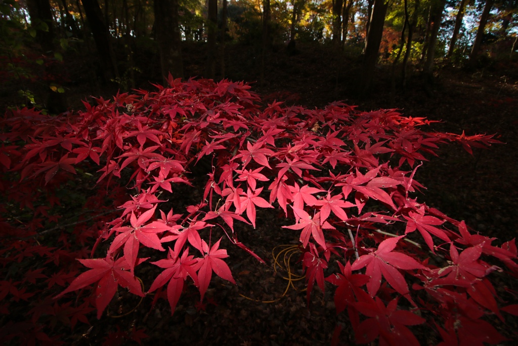紅葉