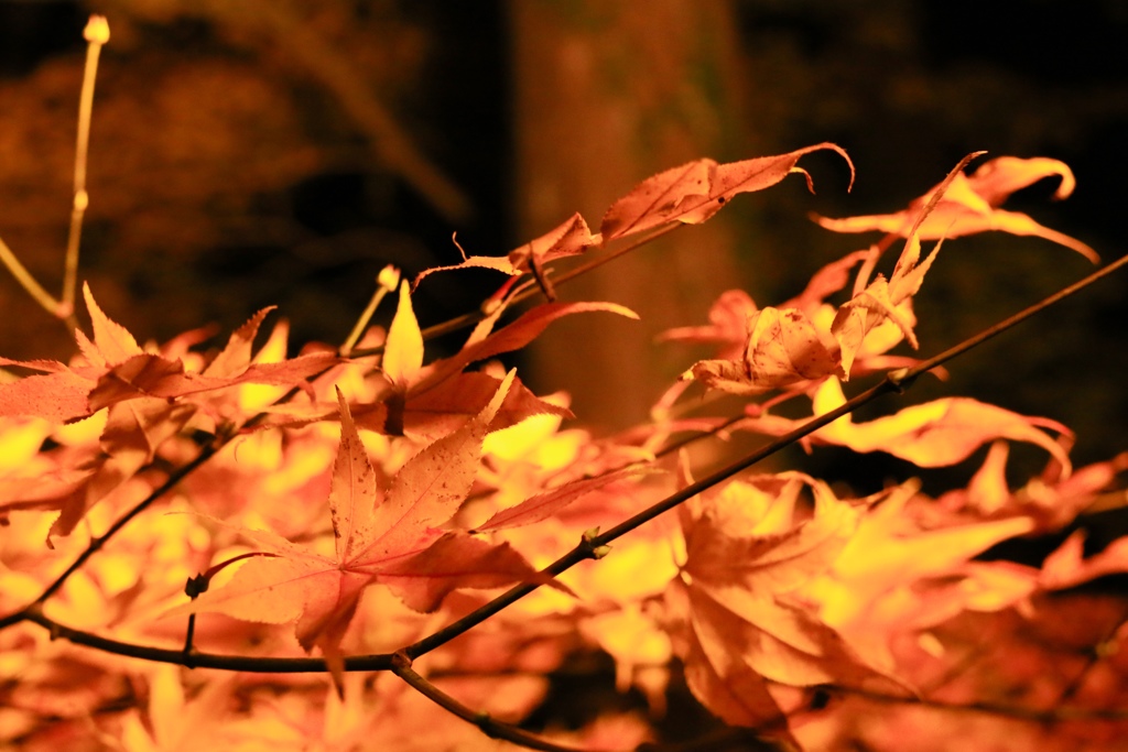 紅葉まつり2