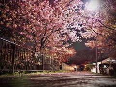 夜河津桜