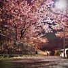 夜河津桜