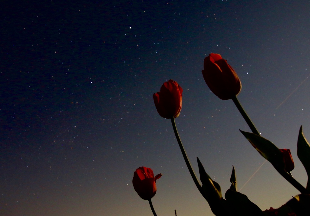 見上げてごらん夜の星を