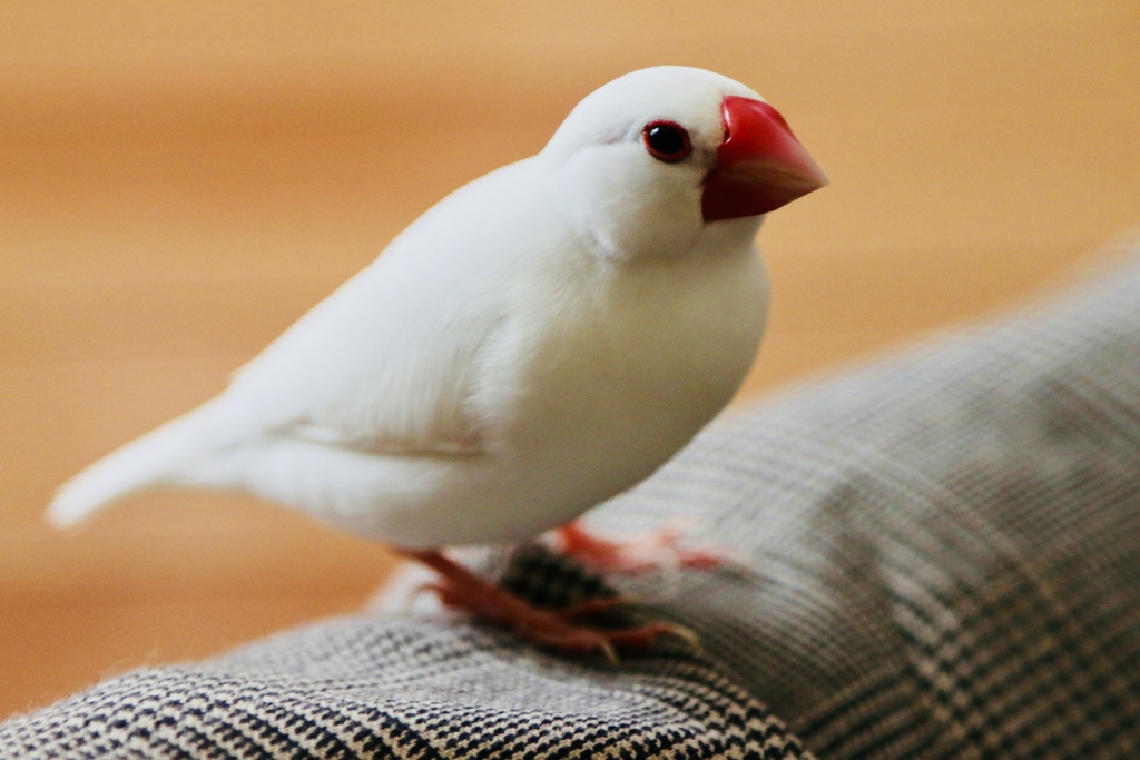 こむぎ