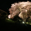 夜桜