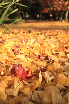 新宿御苑 紅葉 銀杏