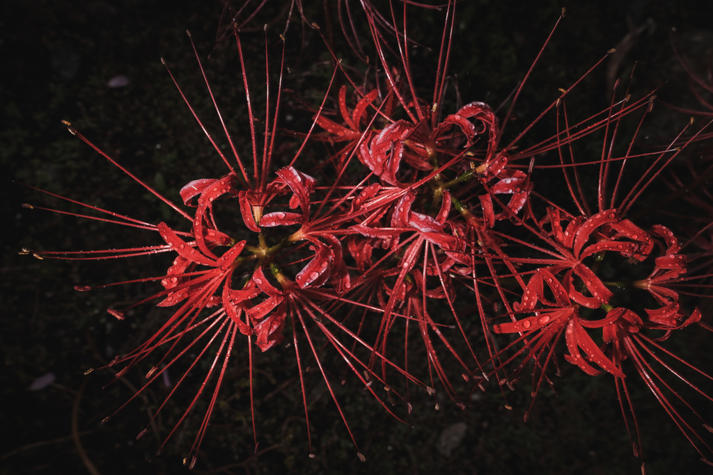 Spider Lily 2