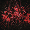 Spider Lily 2