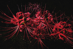 Spider Lily 3