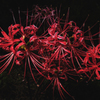 Spider Lily 3