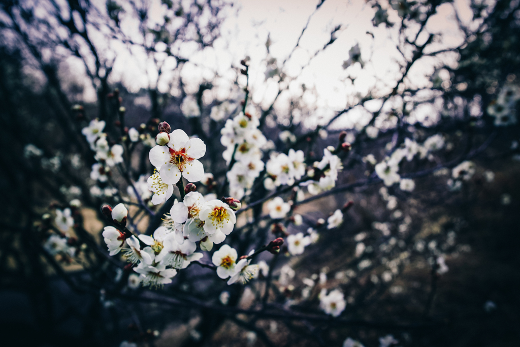 梅の花