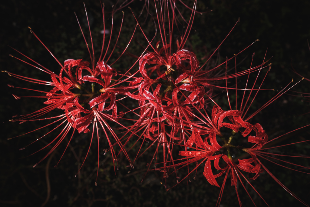 Spider Lily 1