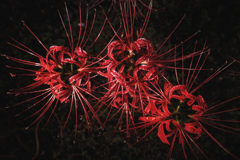 Spider Lily 1