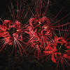 Spider Lily 1