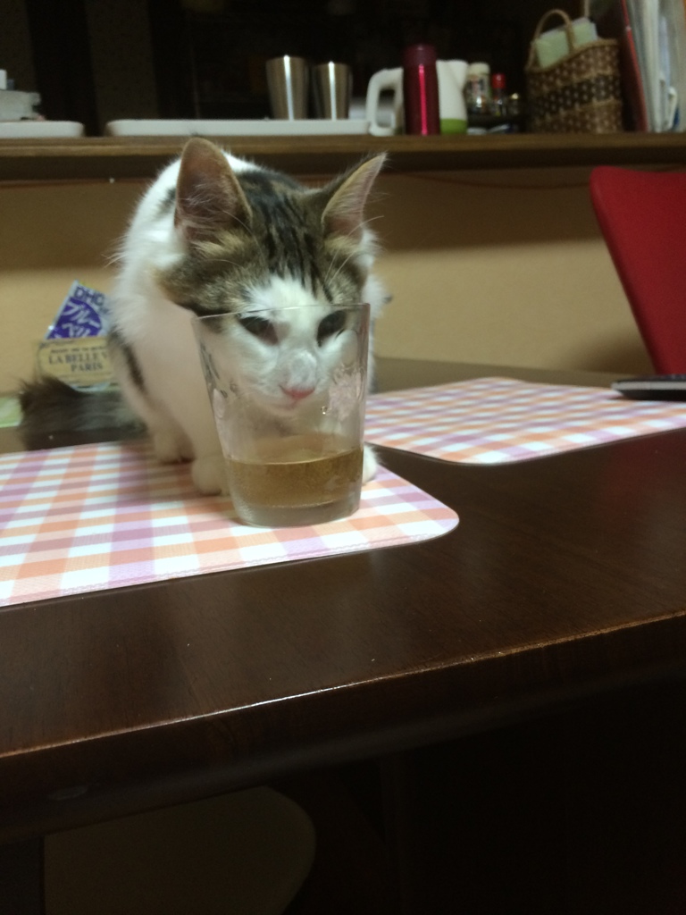 コップに顔を無理やりつっこんで水をのむソラ