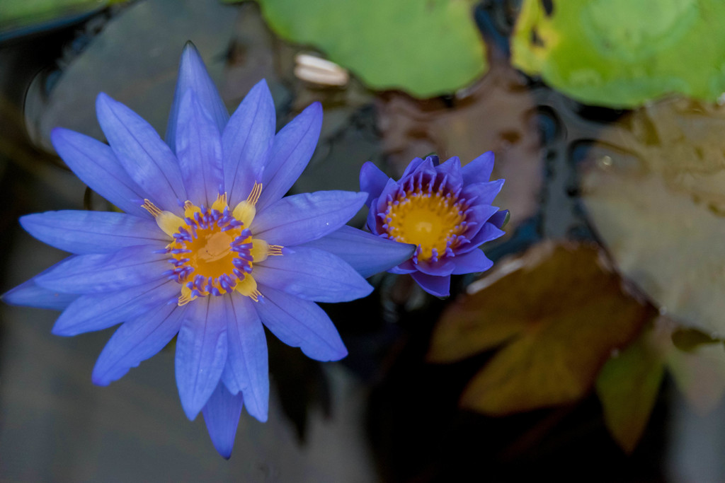 蓮の花②