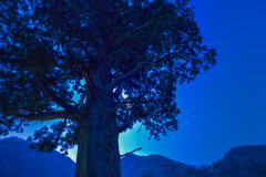 Old cedar tree under moon light