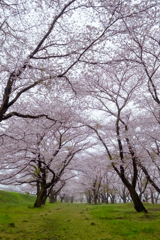 Sakura street