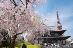 Spring of Zojoji temple