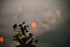 雨