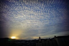 ORG_DSC08761