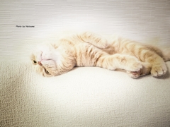 ソファーでまったり
