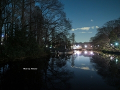 夜の井之頭公園