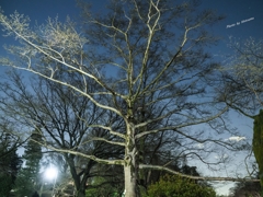 夜の井之頭公園
