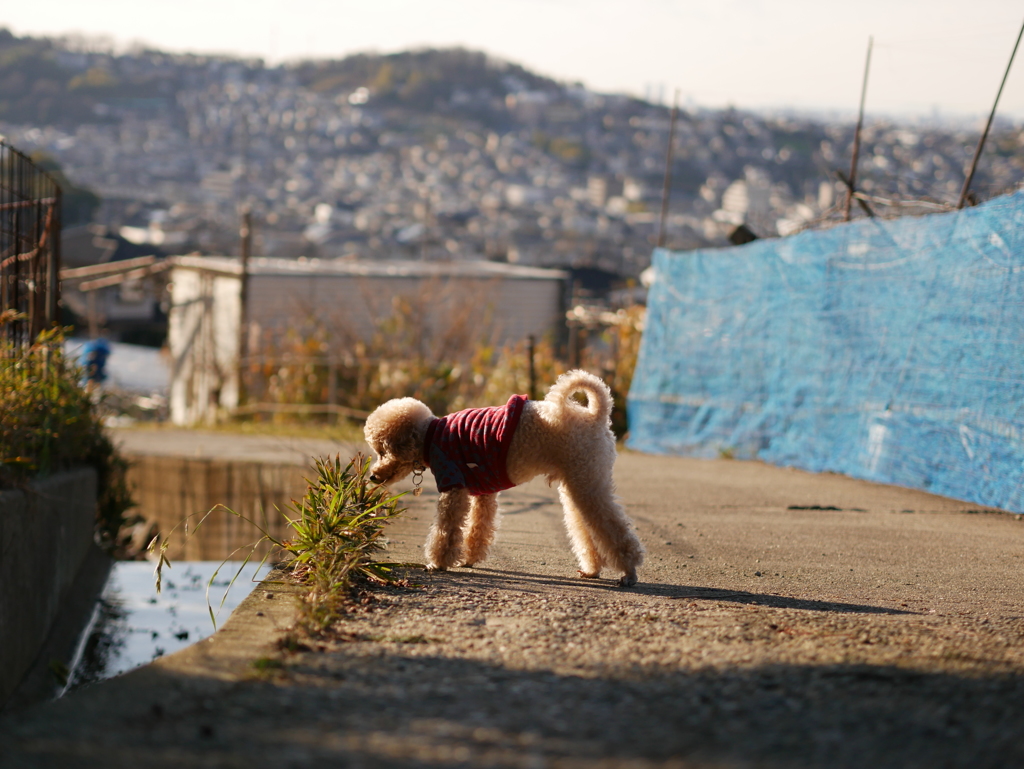 寒いけど楽しいお散歩