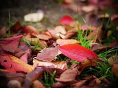 紅葉（設定パターンをかえる）