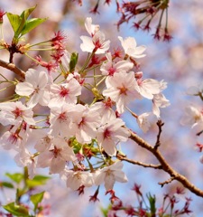 なごり桜