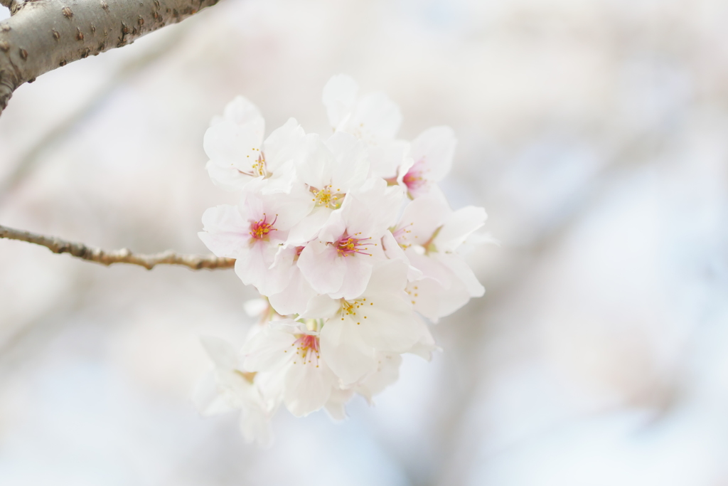 花かんざし