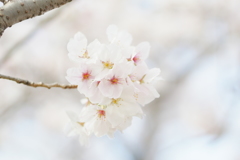花かんざし